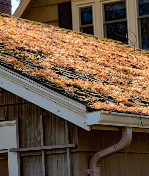 Roof covered in leaves