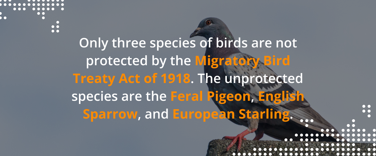 Only three species of birds are not protected by the migratory bird treaty act of 1918. The unprotected species are the feral pigeon, english sparrow, and European starling.