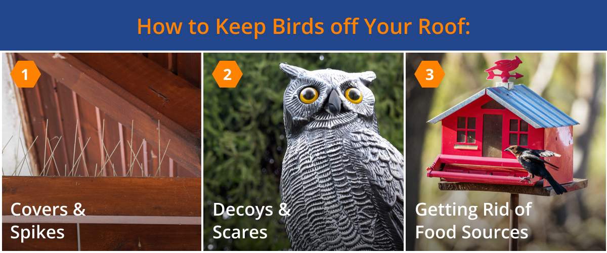 How to keep birds off your roof: covers and spikes, decoys and scares, getting rid of food sources.