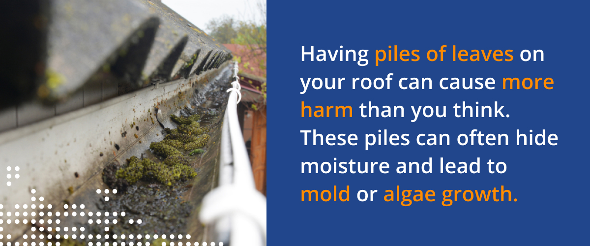 Having piles of leaves on your roof can cause more harm than you think. These piles can often hide moisture and lead to mold or algae growth.