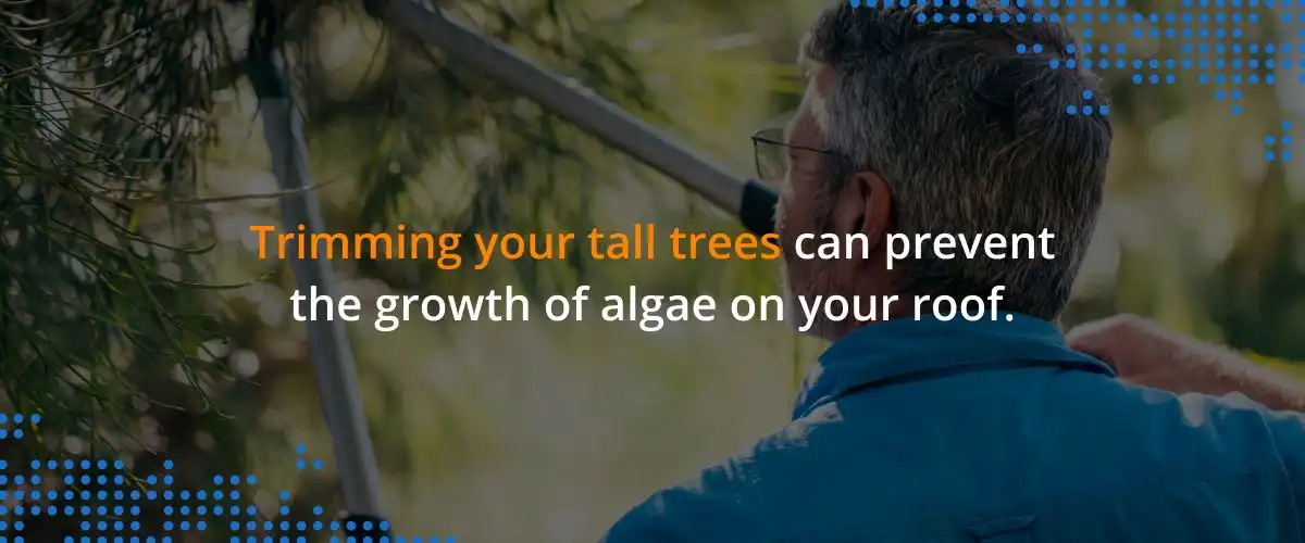 Trimming your tall trees can prevent the growth of algae on your roof.